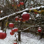 Meyve Ağacını Dondurucu Kış Sıcaklarından Koruyan Kullanışlı Malzeme
