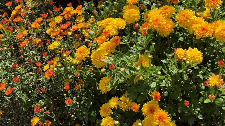 Dolu çiçekleri ve tomurcukları olan sağlıklı bir krizantem bitkisi.