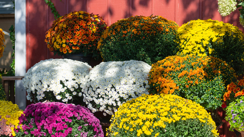 Kırmızı duvarlı bir evin önünde, benekli güneş ışığı altında sergilenen bir sürü saksı kasımpatı.