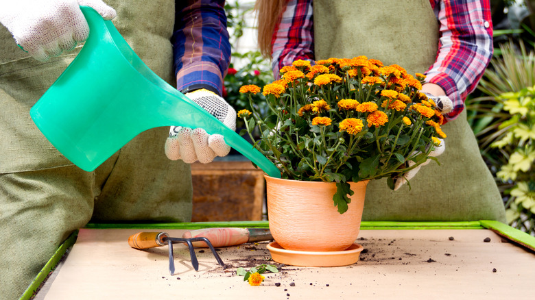 Bir bahçıvan yeşil plastik bir sulama kabı kullanarak saksıdaki krizantemleri suluyor.