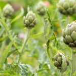 Sadece Sebze Bahçesi Değil: Enginar Neden Çiçek Tarhlarınızda Bir Yeri Hak Ediyor?