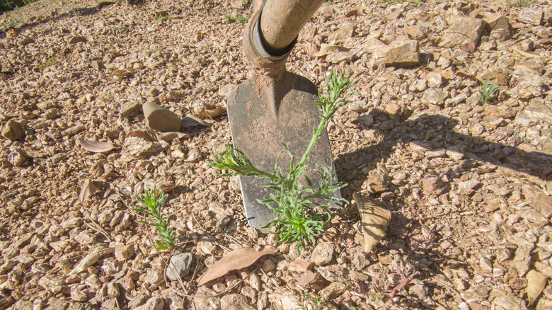 Yabani otların bahçe çapasıyla temizlenmesi