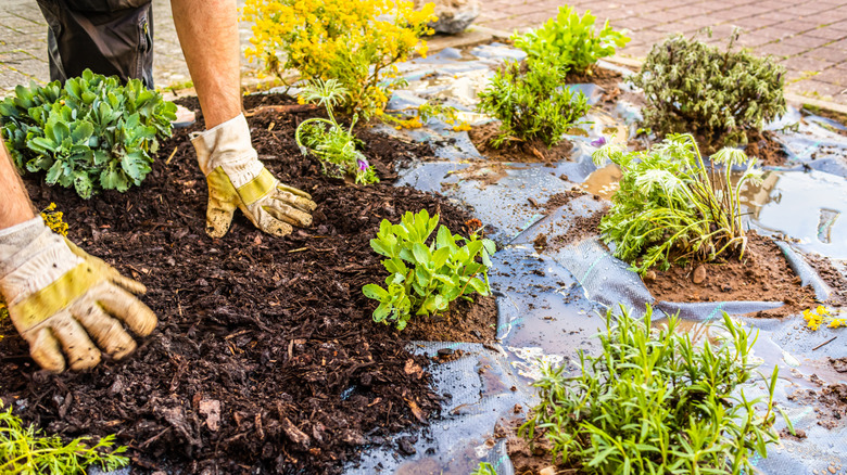 Ot kumaşının üstüne malç yerleştiren kişi
