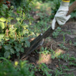 Küreği Atın: Yabani Otlardan Kurtulmanın Kazmadan 10 Yolu