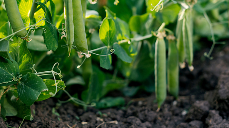 bahçedeki yeşil bezelye