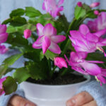 Şükran Günü Kaktüsünün Çoğaltılmasını Kolaylaştıran Su Hilesi