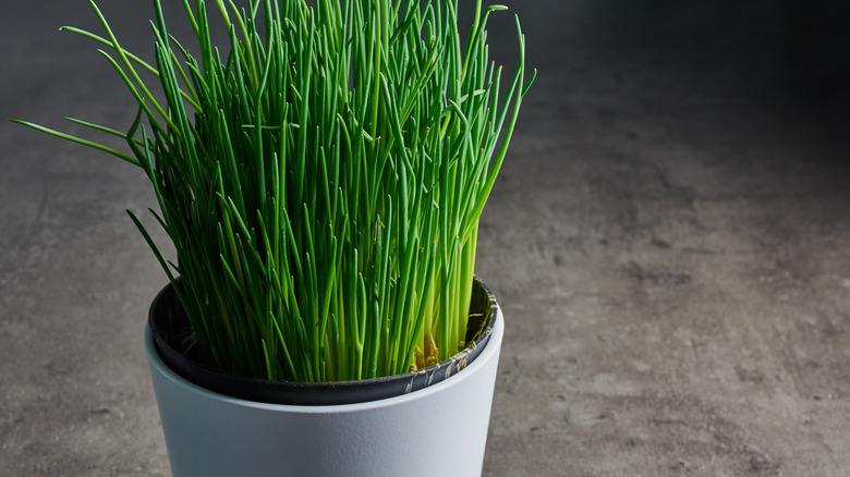 Bu iç mekan bitkisi frenk soğanı yapraklarıyla dolu.