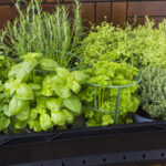 Tüm Faydaları İçin İç Mekanda veya Dış Mekanda Yetiştirmek İstediğiniz, Yetiştirilmesi Kolay Bitki