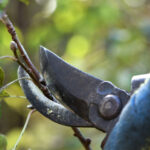 İlkbaharda Daha Güçlü, Daha Sağlıklı Bir Bitki İçin Bu Çok Yıllık Bitkiyi Sonbaharda Budamaktan Kaçının