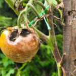 Bu Domates Bitkisi Hastalığını Yanıklıkla Karıştırmayın