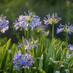 Sonsuz Bahar Çiçekleri İçin Agapanthus Bitkilerinizi Kışlamak İçin Bu İpuçlarını Kullanın