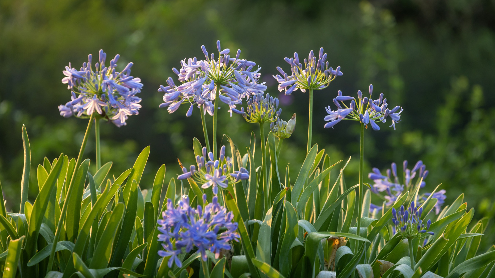 Sonsuz Bahar Çiçekleri İçin Agapanthus Bitkilerinizi Kışlamak İçin Bu İpuçlarını Kullanın