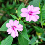 Daha Renkli Bir Bahar İçin Kışın Impatiens Çiçeklerine Bakım Yapın