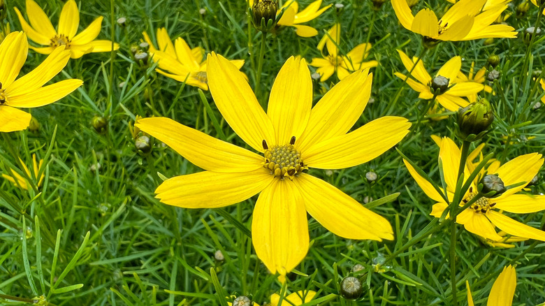 Threadleaf coreopsis yaz bahçesinde çiçek açıyor