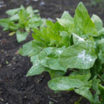 Bahçenizdeki Ispanakların Zorlu Kış Koşullarında Hayatta Kalmasına Nasıl Yardımcı Olabilirsiniz?