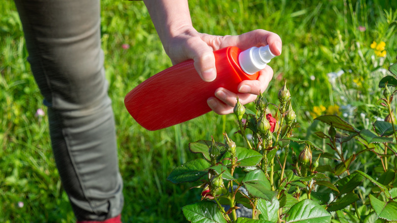 Bir bahçıvan bahçesindeki bir gülün üzerine solucan çayı sıkıyor.