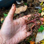 Bahçenizin Gelişmesine Yardımcı Olmak İçin Solucan Dökümü Nasıl Kullanılır?