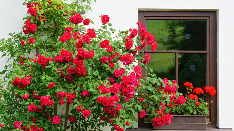 Muhteşem kırmızı çiçeklerle kaplı büyük bir gül fidanı