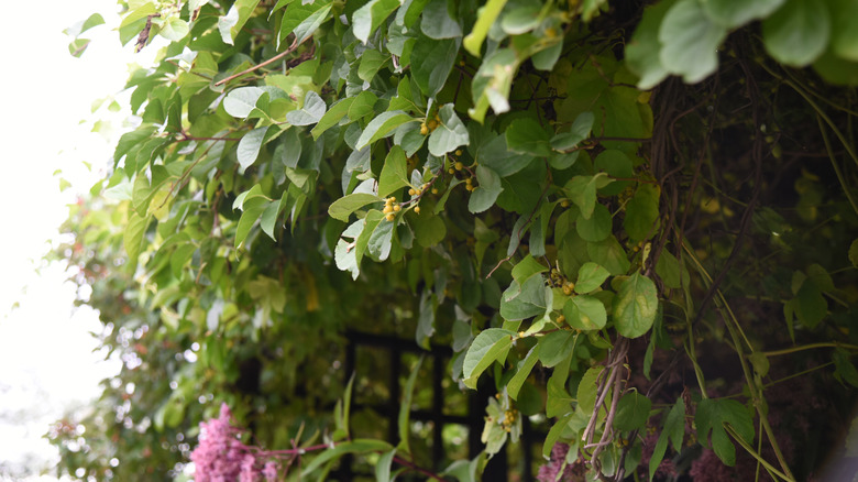 Bahçedeki kafeste büyüyen oryantal acı tatlı.