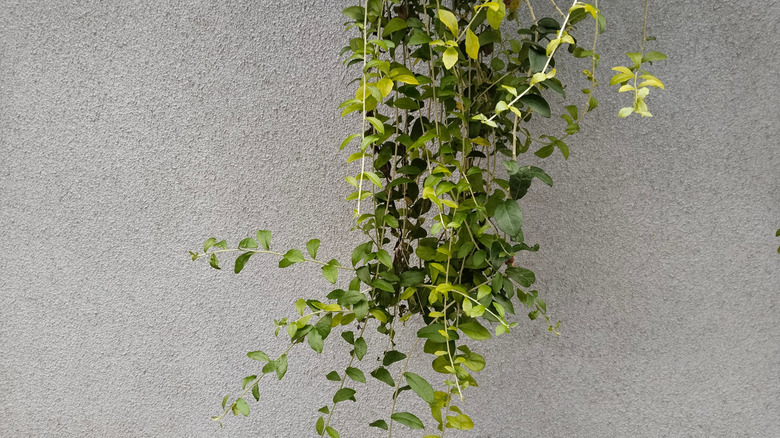 Wintercreeper dokulu beyaz beton duvarın tepesinden sarkıyor.