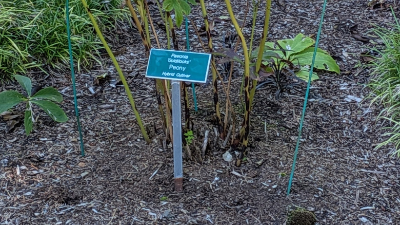 Tam çiçek açan beyaz şakayıklar