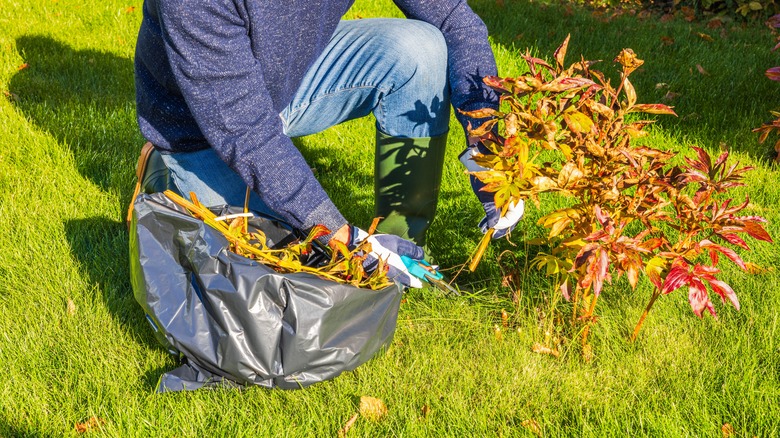 Bir bahçıvan sonbaharda bir şakayık bitkisini budayıp saplarını ve yapraklarını plastik bir çöp torbasında topluyor.