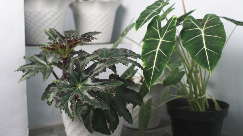 Kaplarda iç mekan bitkileri