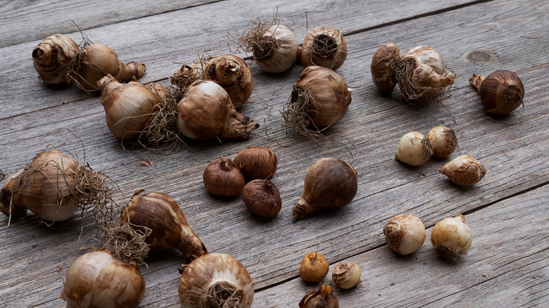 Bahçe soğanları depolamadan önce kuruyor