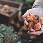 Daha Sağlıklı Bir Bahar Üreten Ampuller İçin Temel Kış Bahçeciliği Görevi