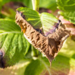 Ortancalar Hastalık Riskinde Büyük Bir Artışla Karşı Karşıya: İşte Nedeni