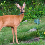 Geyiği Uzak Tutmak İçin Bir Çitin Ne Kadar Uzun olması Gerekir?