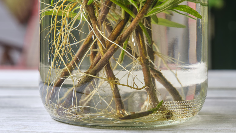 Su kavanozunda kökleri çoğaltan biberiye kesimleri