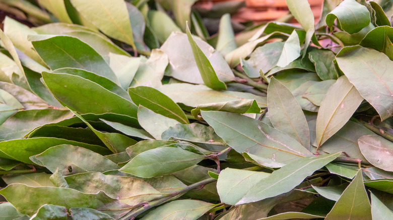 Masada taze defne yaprağı