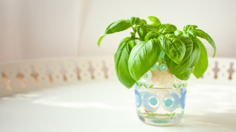 Fesleğen sapları suda çoğalıyor