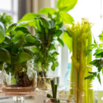 Kışın Çeliklerle Kolayca Üretebileceğiniz 12 Bitki