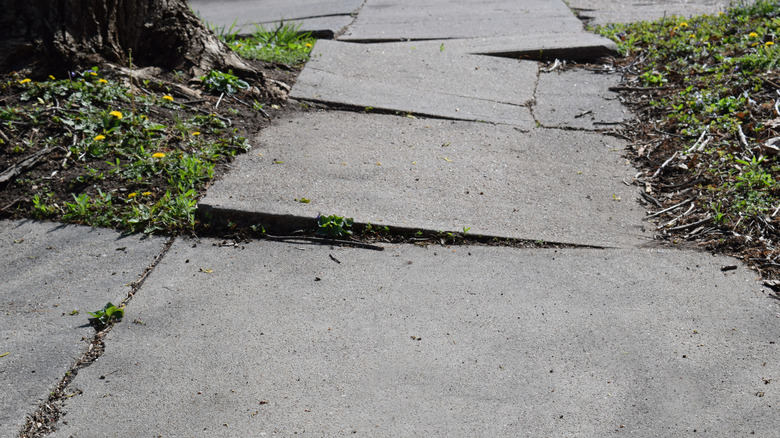 Ağaç köklerinin düzensiz hale getirdiği kaldırım