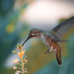 İlkbaharda Daha Fazla Sinek Kuşunun Çekilmesi İçin Bu Renkli Çok Yıllık Bitkiyi Kasım Ayında Dikin