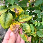 Kışın Gül Çalılarını Siyah Noktalardan Koruyan Temel Düşme Görevi