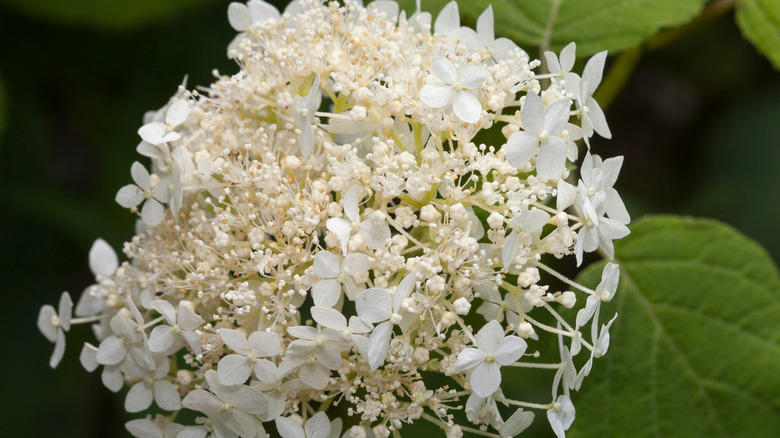 Hydrangea arborescens 'Grandiflora' çiçeğinin yeşil yapraklarıyla yakından görünümü