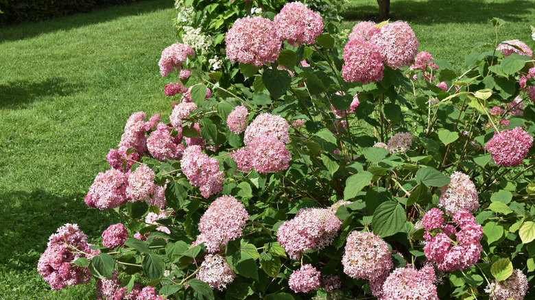 Pembe Invincibelle Spirit 'NCHA1' çiçek açıyor