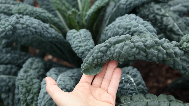 Sağlıklı bir lahana yaprağını gösteren bir bahçıvan