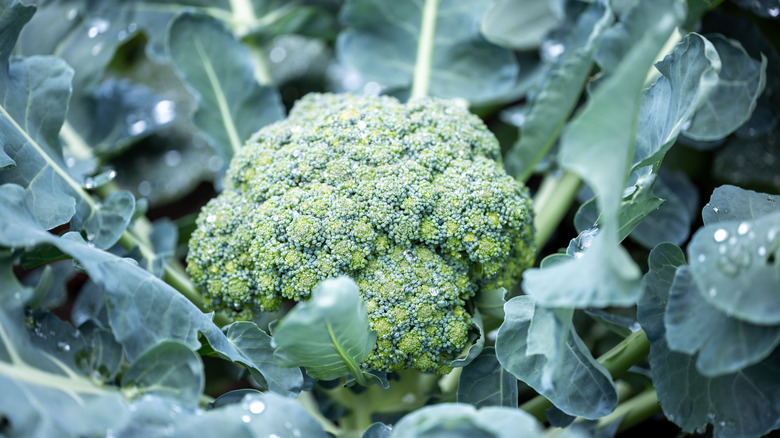 Bir brokoli kafasının yakın çekimi