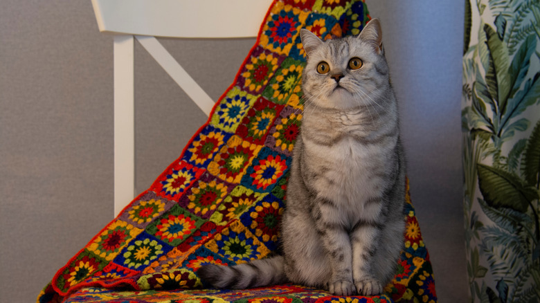 tığ işi battaniyenin üzerinde oturan beyaz/gri kedi