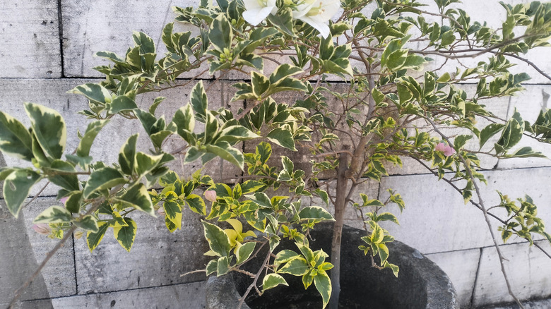 Beyaz tuğla duvarın önünde narin beyaz diş tellerini sergileyen, çarpıcı yeşil ve sarı yaprakları olan saksıda alacalı bir begonvil