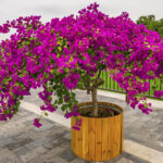 Bu Basit İpuçlarıyla Begonvil Bitkilerinizi Kış Boyunca Sağlıklı Tutun