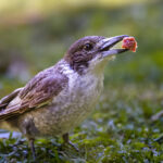 Amazon'un Kuş Korkutucu Çubukları Gerçekten Çalışıyor mu? İşte Araç Hakkında Yapılan İncelemeler