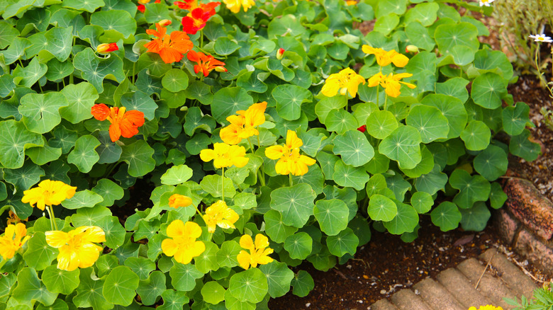 Yeşil yapraklarıyla çiçek açan Nasturtium bitkisi