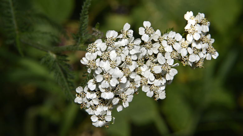 Tek bir civanperçemi sapındaki çiçeklerin yakından görünümü