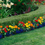 Yaprak Dökmeyen Çalılarla Büyüyecek 15 Güzel Tamamlayıcı Bitki