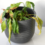 Başlangıç ​​Dostu Barış Zambakınızın Yaprakları Neden Sarkıyor (ve Nasıl Düzeltilir)